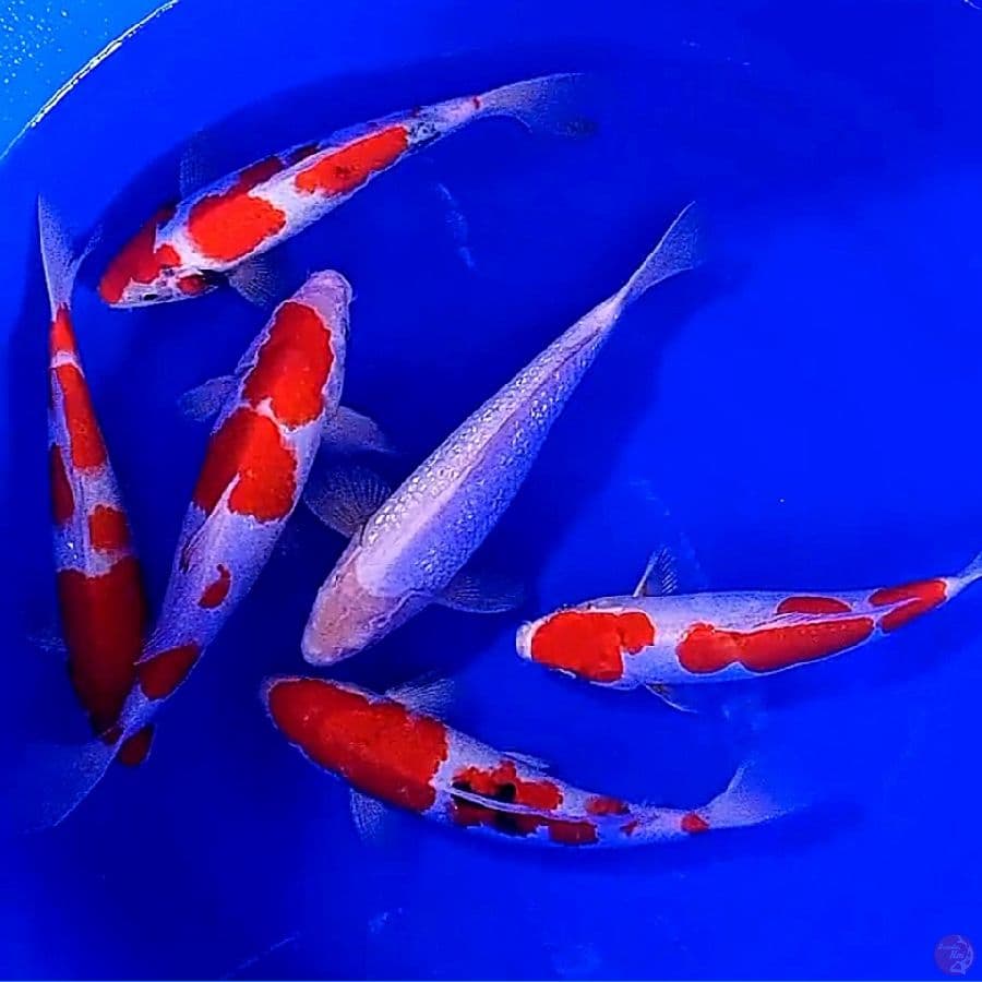 6 Mix istimewa 30-34 cm