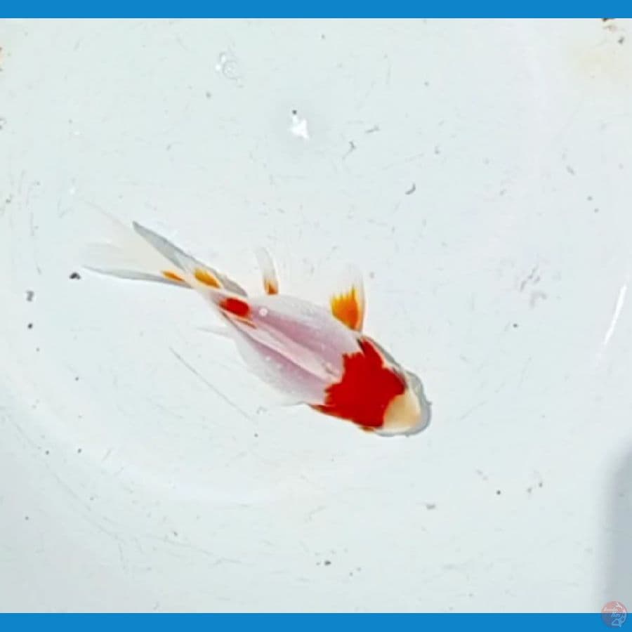 TAMASABA 8 CM