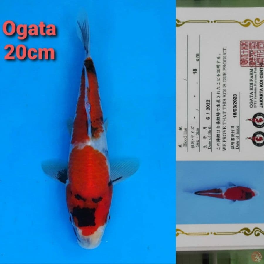 OGATA SHOWA 20CM SERTI