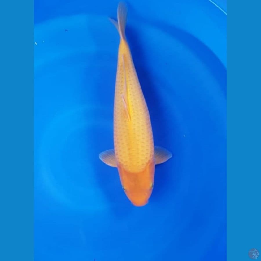 Caramel 40 male