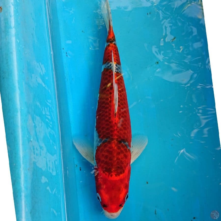 GHOSIKI 32 CM