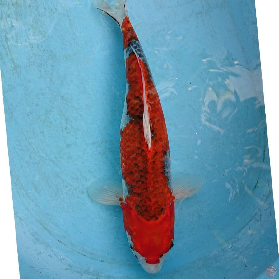 GHOSIKI 39 CM