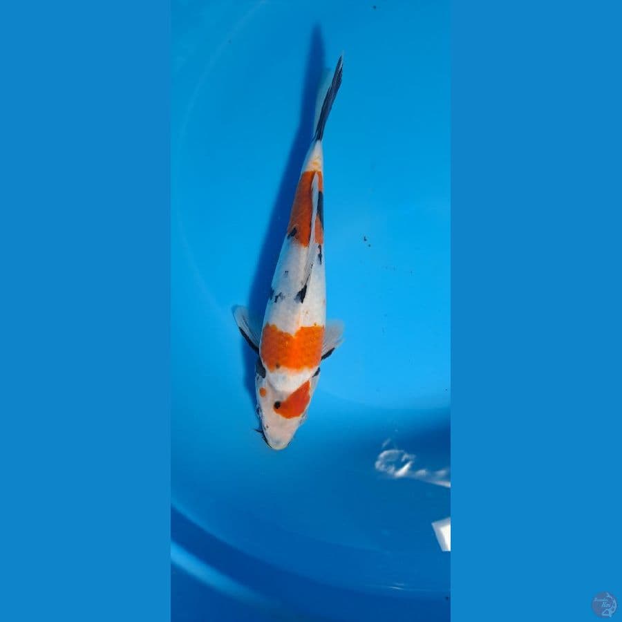 Kindai Showa 23cm