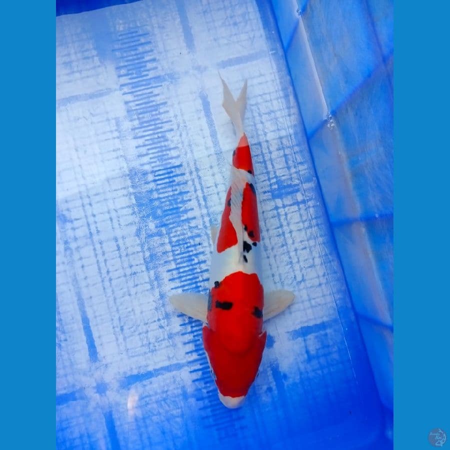 SANKE DOITSU 34 CM