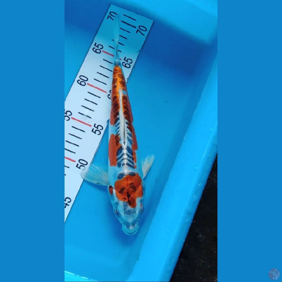kikokuryu 27 cm