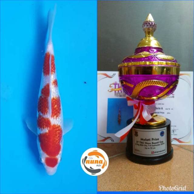 Kohaku Ginrin Melati Prize