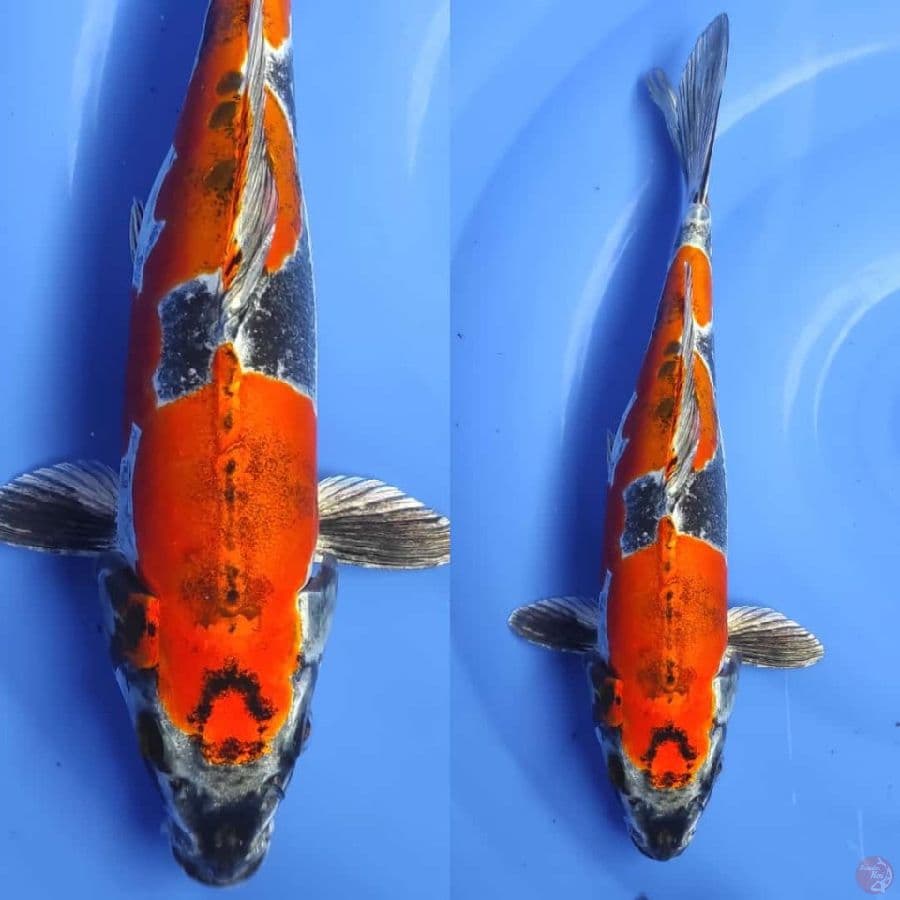 BENYKIKO ORIGINAL/35CM