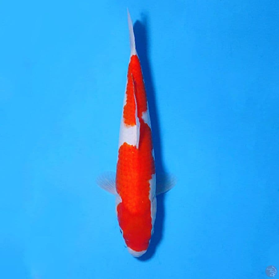 F30CM KOHAKU INAZUMA ORI