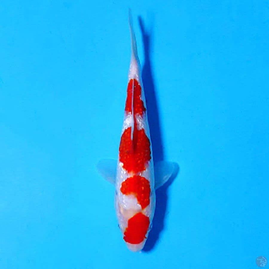 F18CM GINRIN KOHAKU