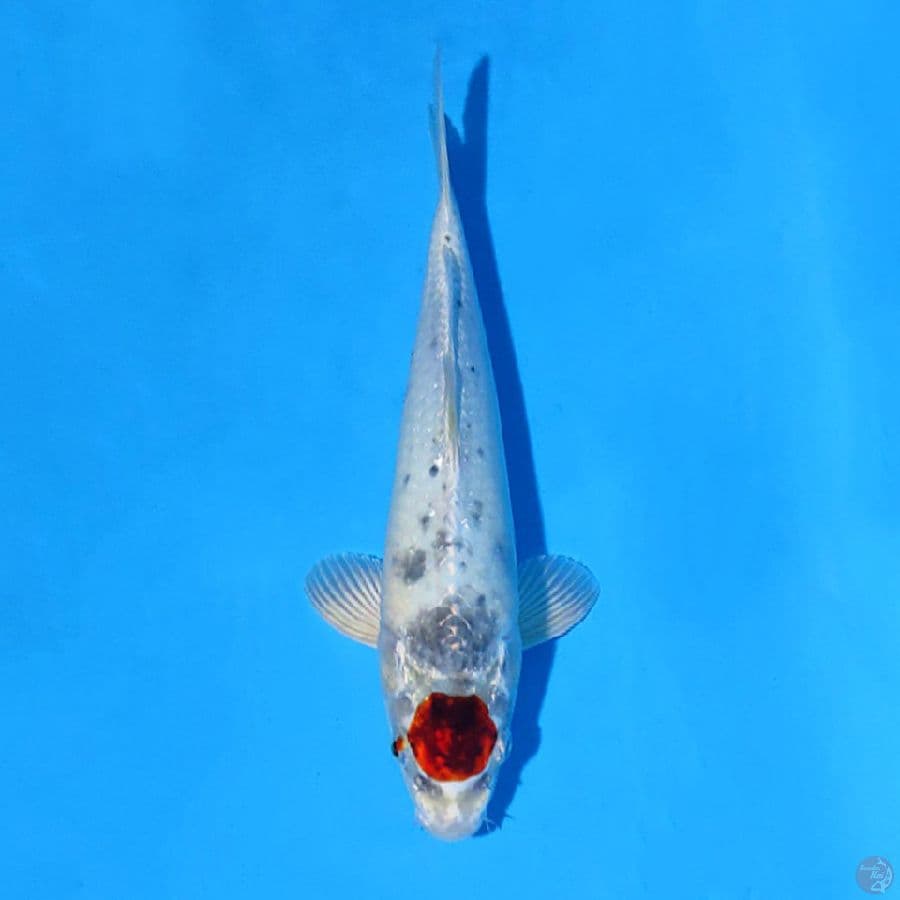 F30CM TANCHO KAWARIMONO