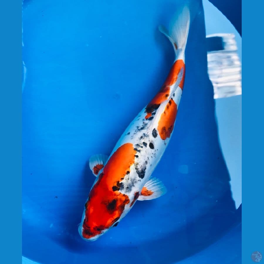 kikokuryu 42cm