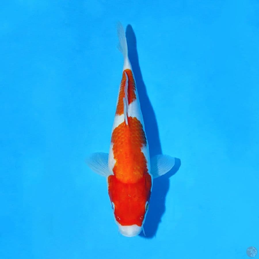 F30CM KOHAKU 2 STEP