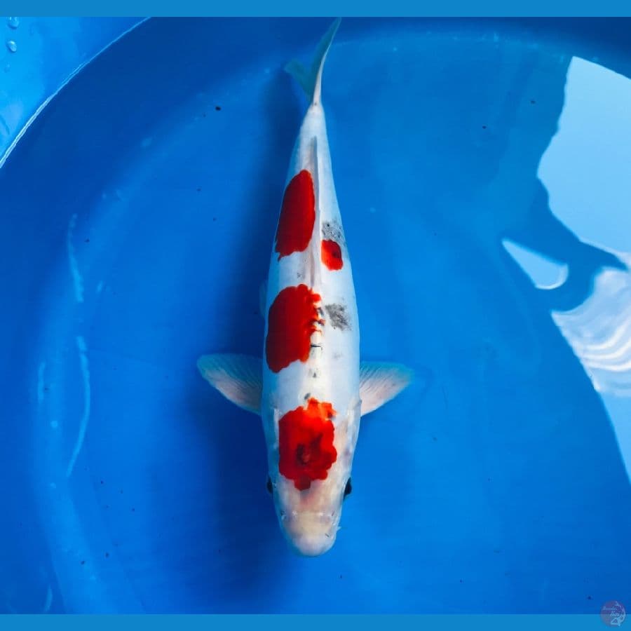 beni kiko 32cm