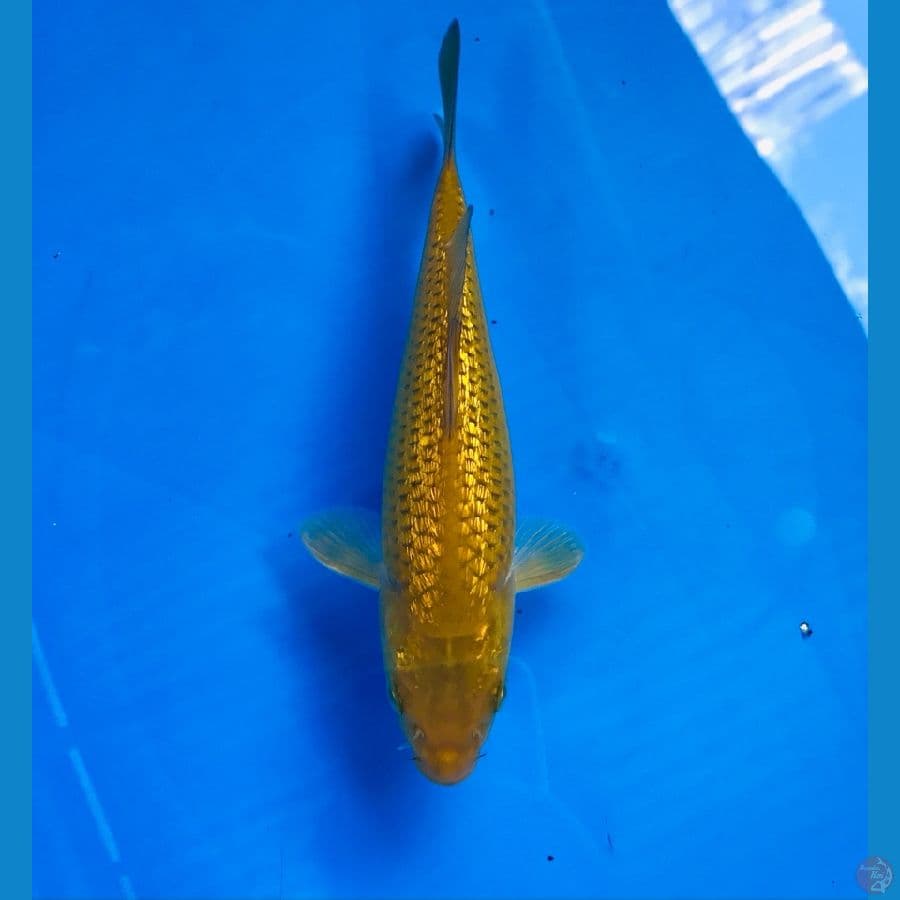 midori ginrin 18cm