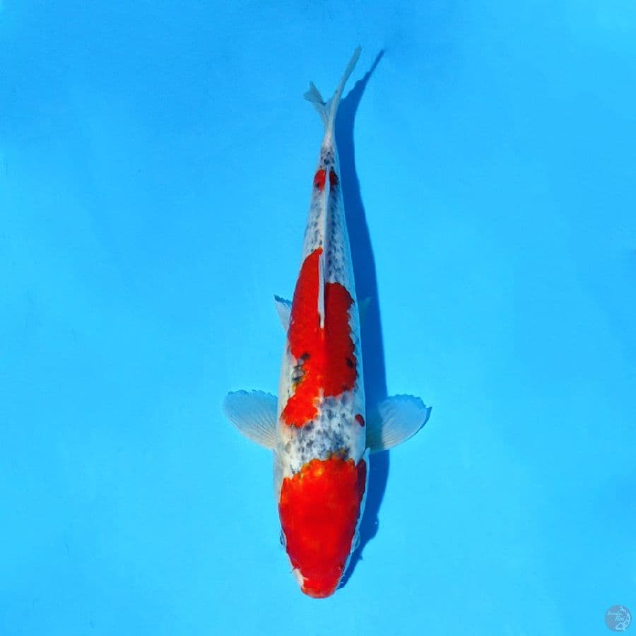 F35CM GOSHIKI