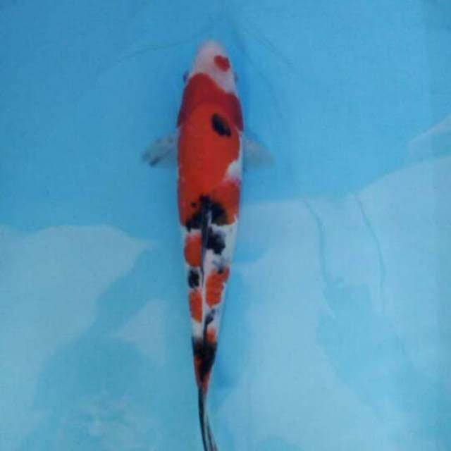 Sanke 33cm