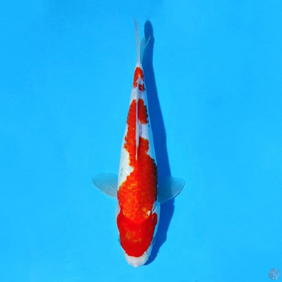 F30CM KOHAKU