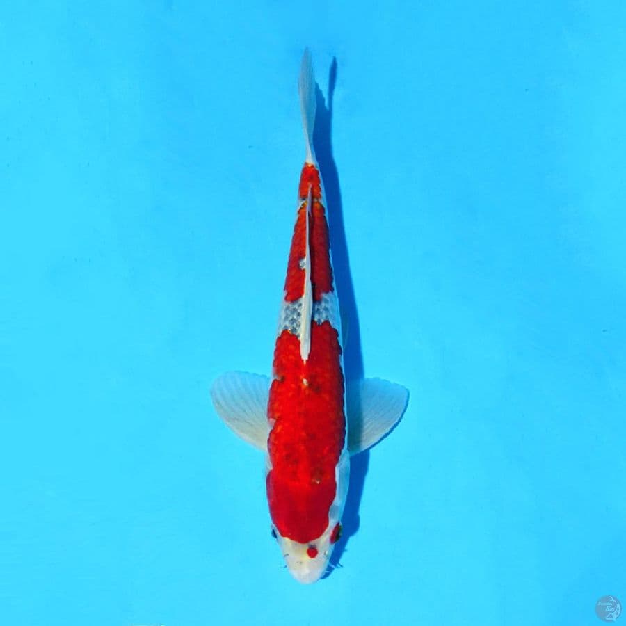 M32CM GOSHIKI