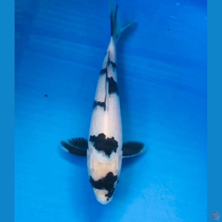 shiro 23cm