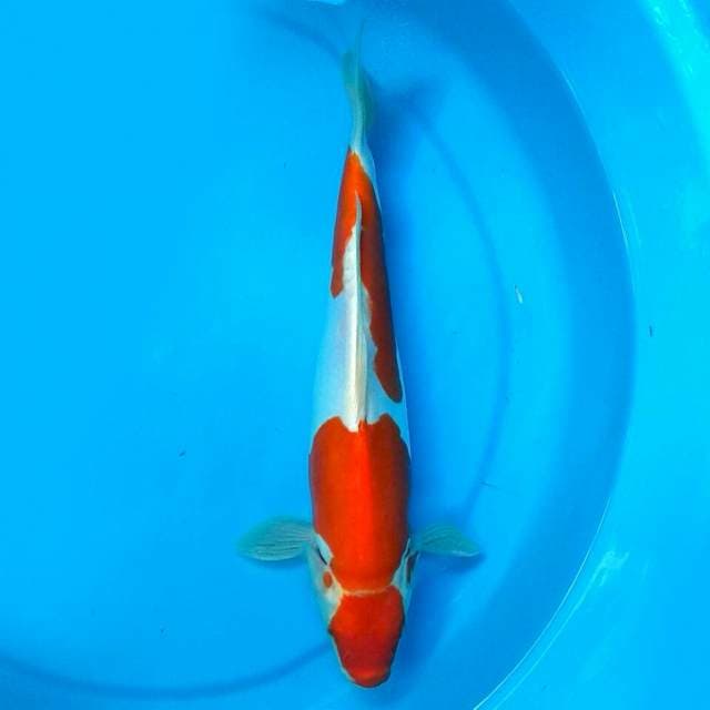 Kikusui 32cm