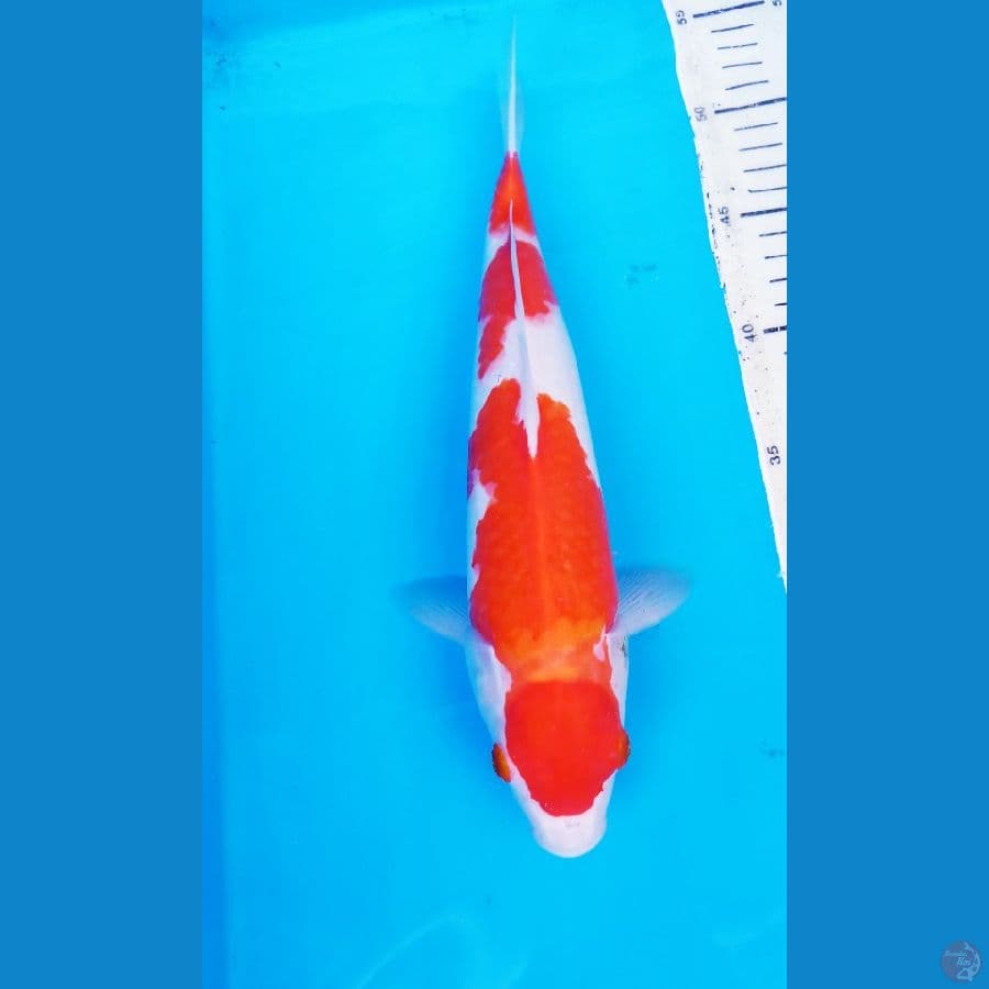 KUHAKU 31 CM / .MALE