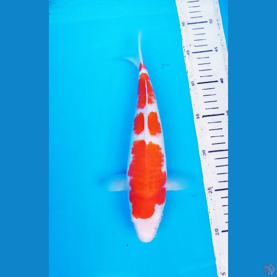KOHAKU 28 CM / F