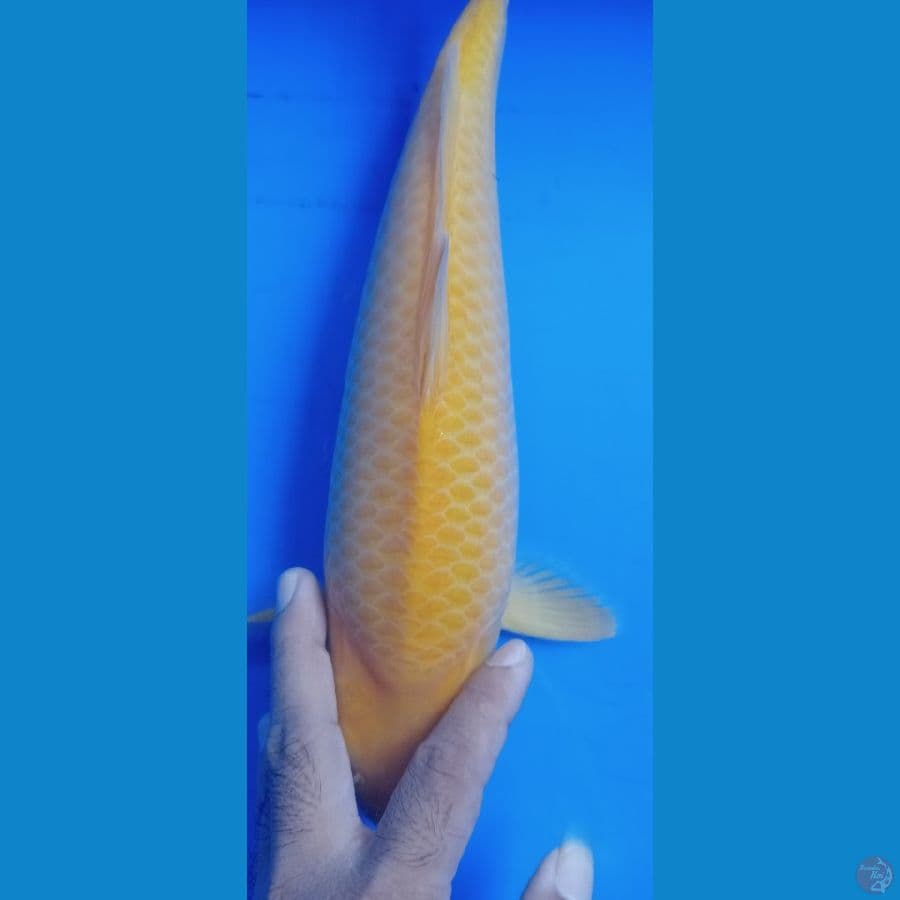 Karasi jagung manis