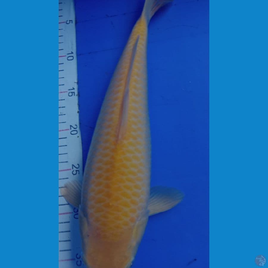 karasi jagung manis