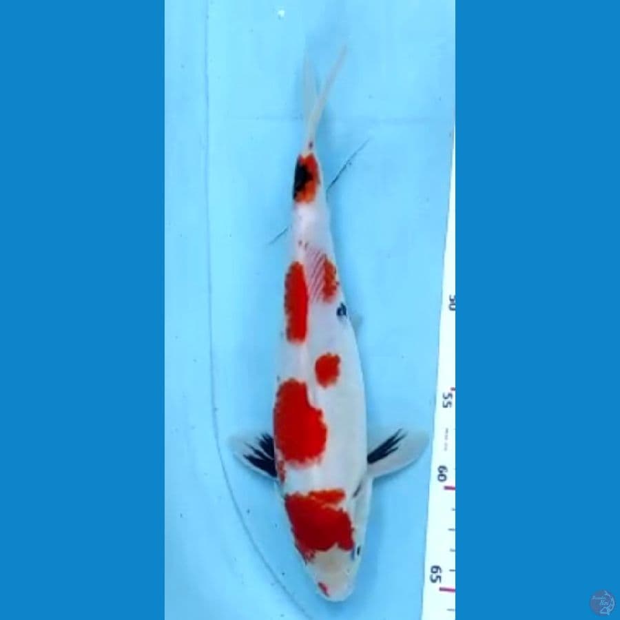 showa 29cm