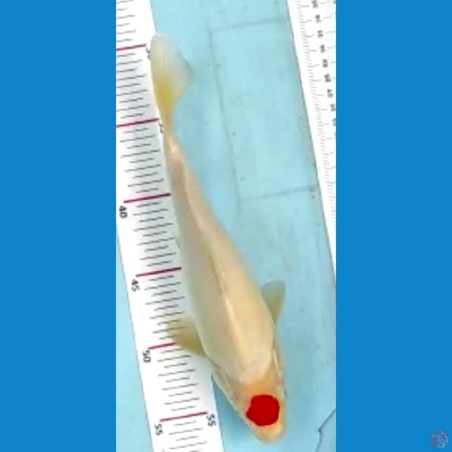 tamcho ori 28cm