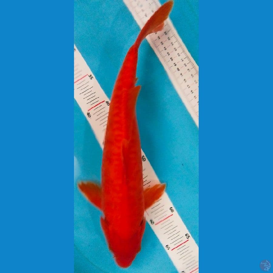 benigoi aragoke 39cm