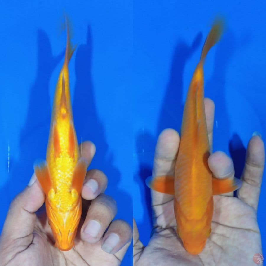 Benigoi Tembus
