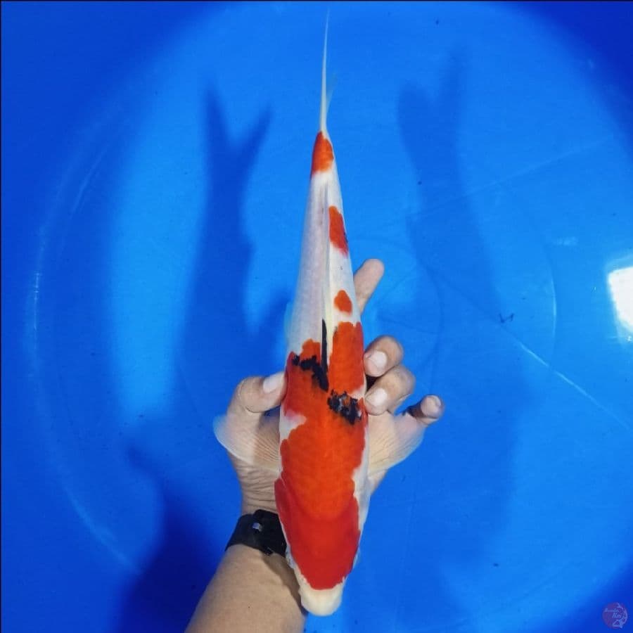 Sanke 33CM