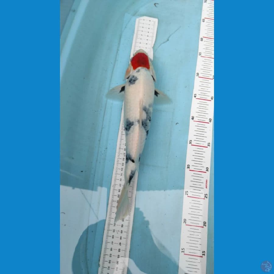 tancho showa 32cm