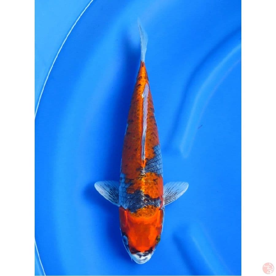 Goshiki Ochiba Rare, 36cm