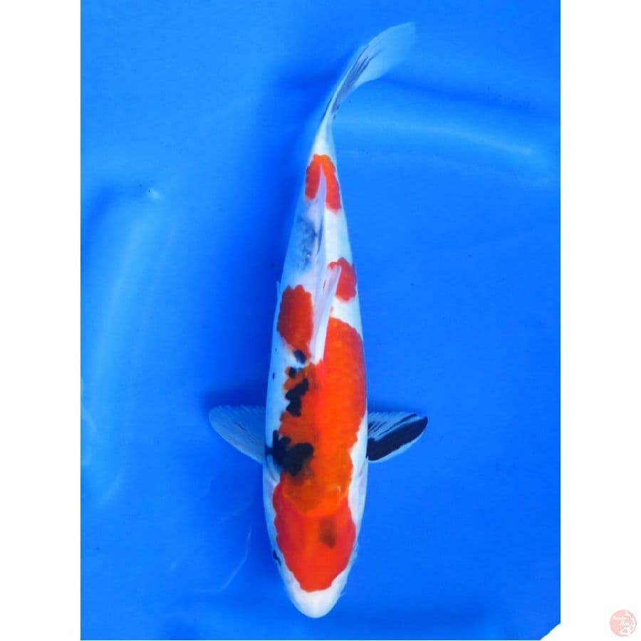 Spesial Showa Evo, 29cm