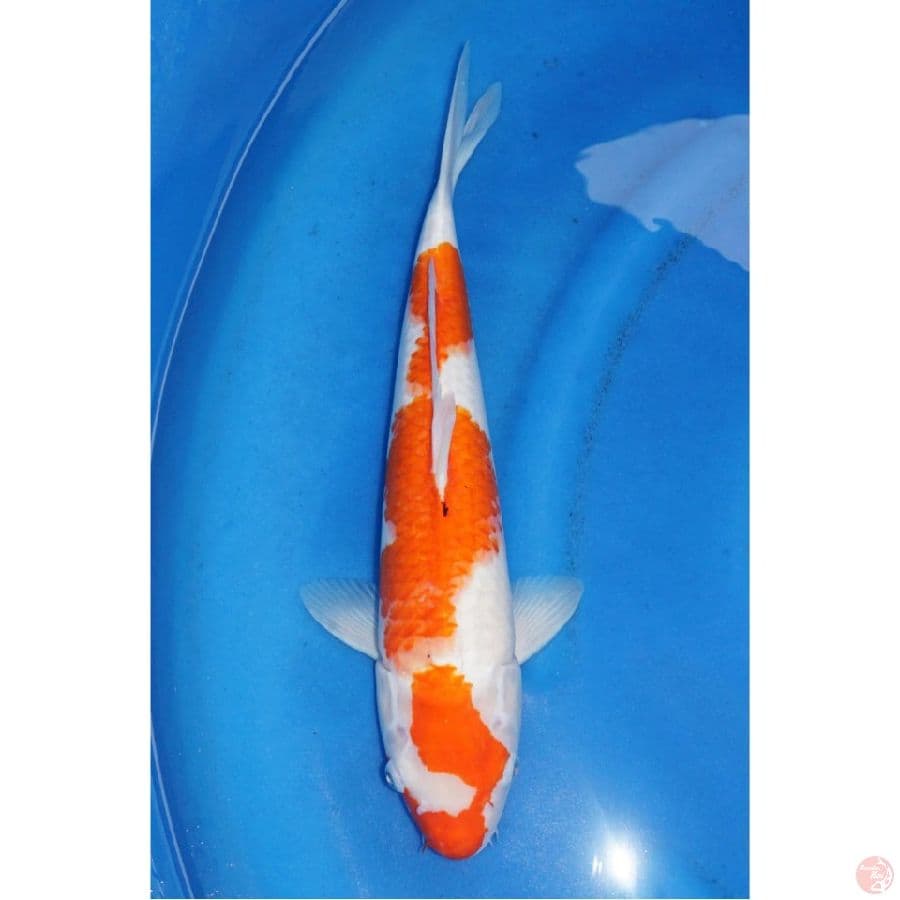 Jumbo !! Sanke Evo , 43cm