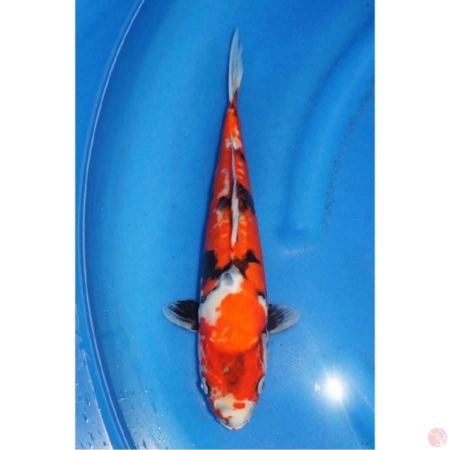 Showa Doitsu Murni Evo , 36cm