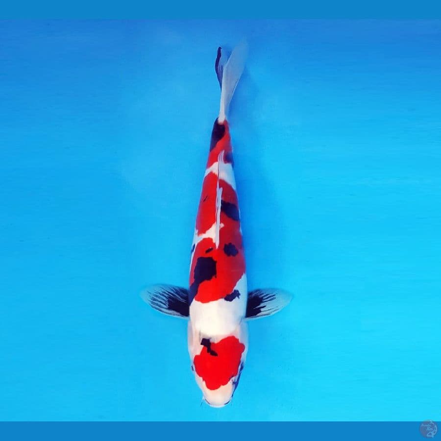 HANAKO 1 - Showa Doitsu 31 cm/fm ®