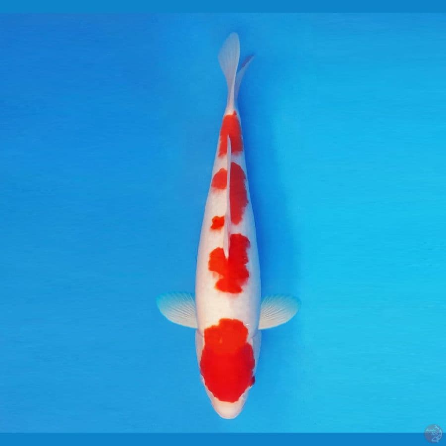 HANAKO 2 - Kohaku 40 cm/fm ®
