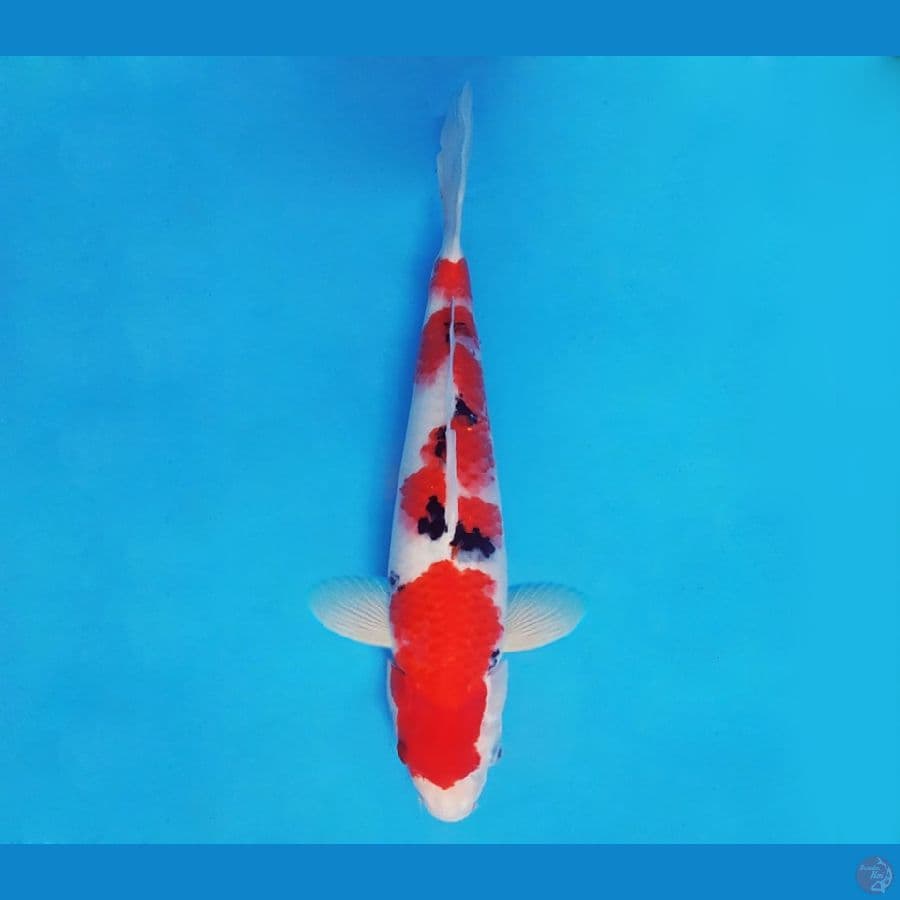 HANAKO 3 - SANKE 37 cm/male ®