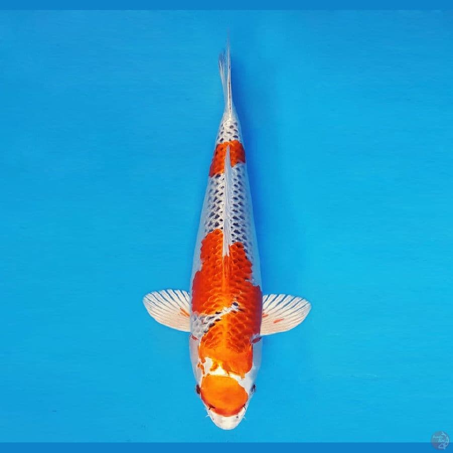 HANAKO 5 - Maruten Kujaku 39 cm/fm ®