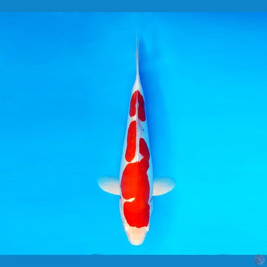 HANAKO 6 - Sanke Doitsu 31 cm/male ®