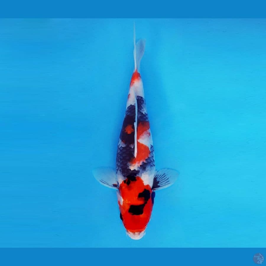 HANAKO 8 - Showa Evo 31 cm/fm ®