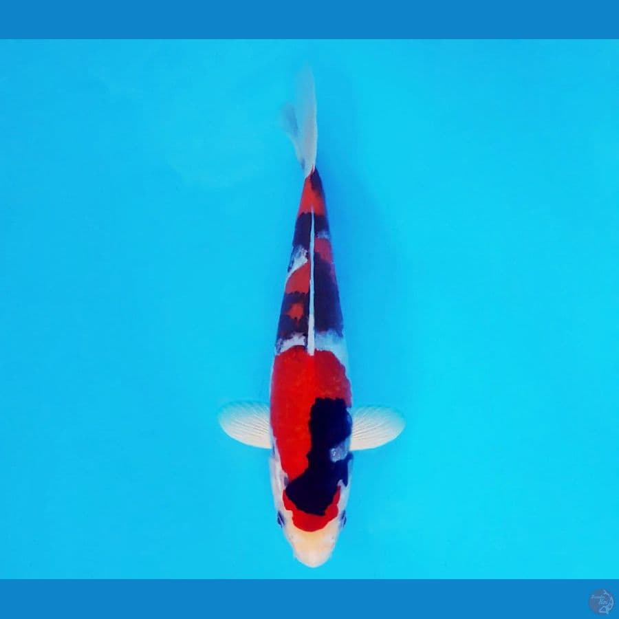 HANAKO 9 - Showa Sansoku 23 cm/male ®
