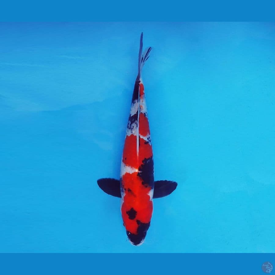 HANAKO 13 - Showa Evo 26 cm/male ®