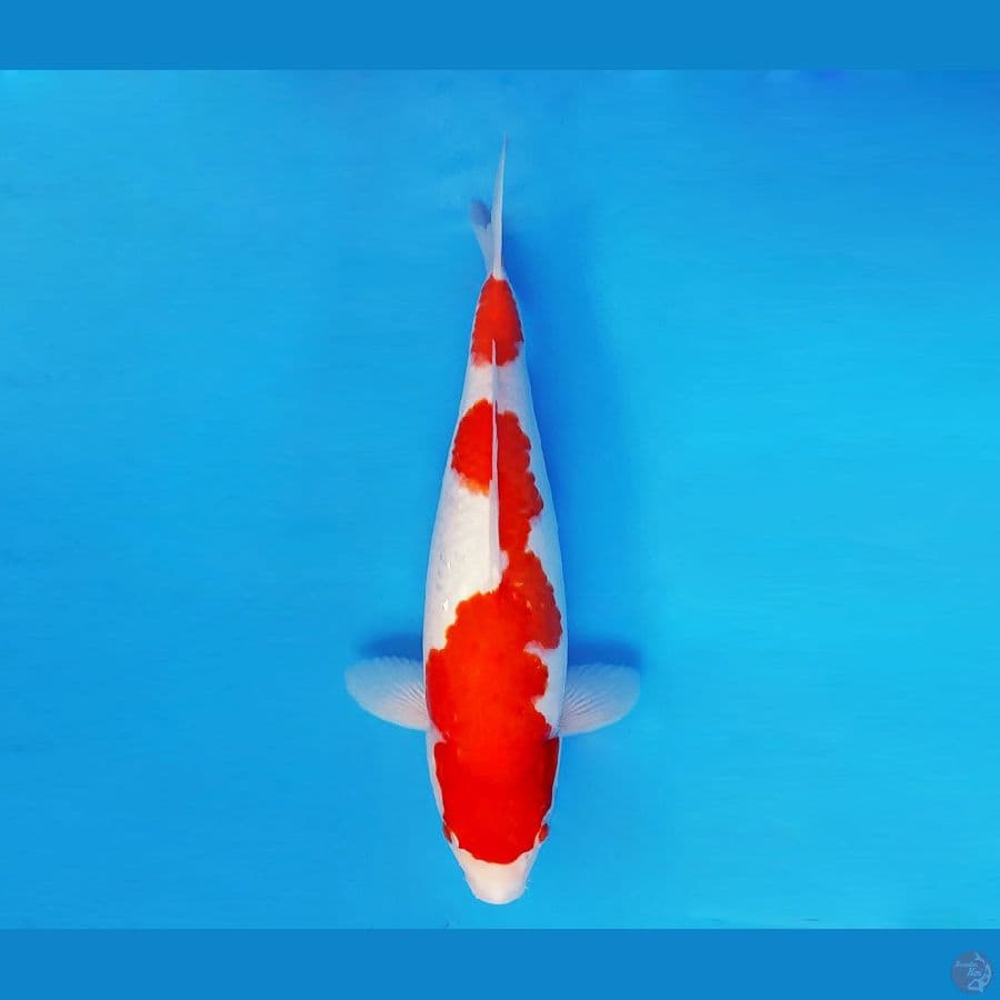 HANAKO 18 - Kohaku Gin Rin 34 cm/fm ®