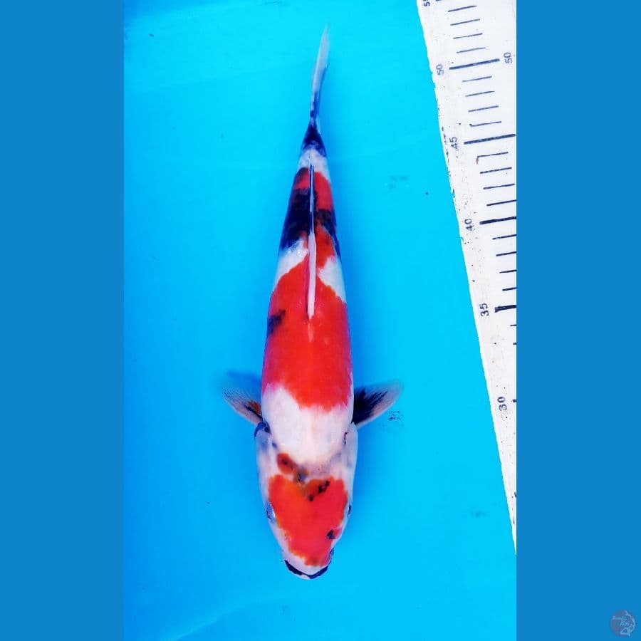SHOWA MARUTEN 29 CM / F