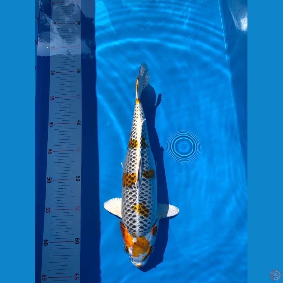 kujaku 32cm