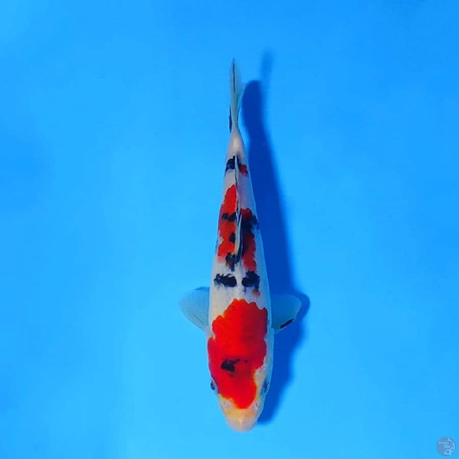 F18CM TAISHO SANKE HQ